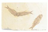Limestone with Three Fossil Fish (Knightia) - Wyoming #361084-1